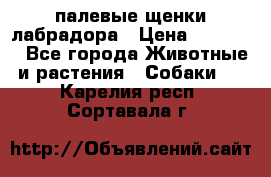 палевые щенки лабрадора › Цена ­ 30 000 - Все города Животные и растения » Собаки   . Карелия респ.,Сортавала г.
